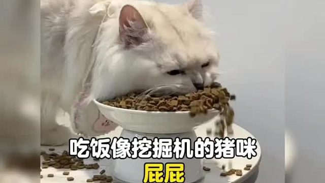 全网干饭最积极的猫咪，挖掘机一样的嘴一口干一盆