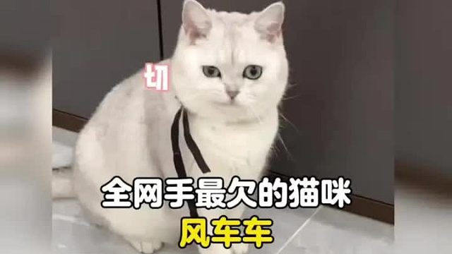 一只手欠爱哭唧唧的小猫咪
