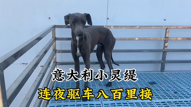 受人之托忠人之事，连夜驱车八百里接回小灵缇，粉丝很是满意喜欢