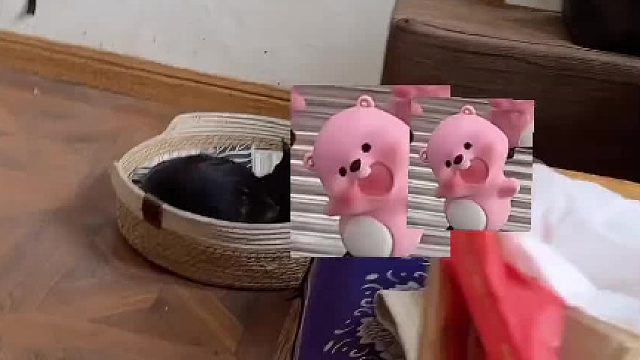 可以看看你的宠物吗