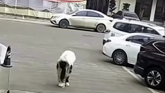 男子在路上弯腰系鞋带，被快速倒车的面包车撞倒