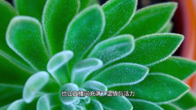 多肉“心声”给直播添趣梨花教育