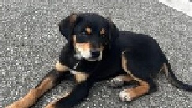 狗不是所有朋友都叫兄弟也不是所有狗都叫布鲁斯