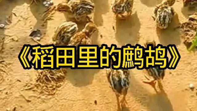稻田里居然有成千上万只鹧鸪