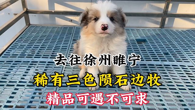 去往徐州睢宁的稀有陨石三色边牧，一只精品小可爱，可遇不可求！