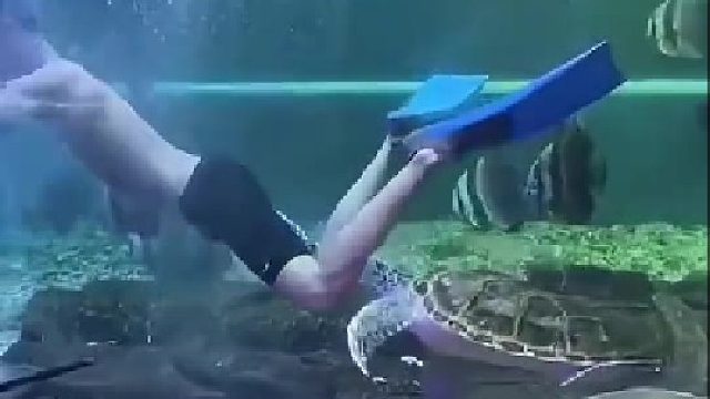 海龟：臭小子，当初我咬你爷爷他当时都没打我