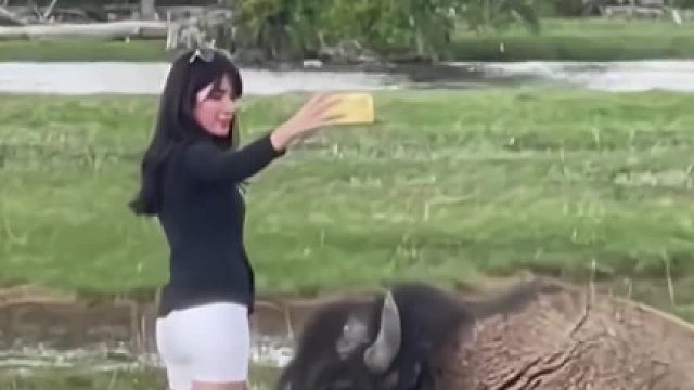 所以说有这个法律，这妹子料定这头牛必不敢伤她