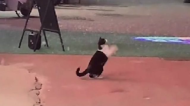 当南方猫第一次看到雪