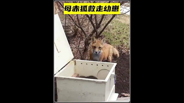 为了救走7个孩子，狐狸妈妈不惜冒险