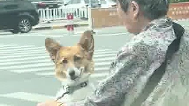 老奶奶：“你认识她嘛？”狗：“不认识，挺尴尬的”
