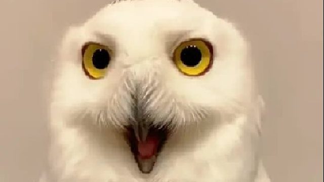 男人去遛狗时救了一只奇怪的动物，没想到它长大后萌化男人的心