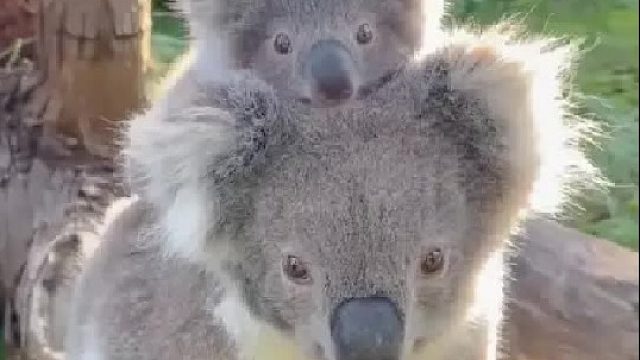 一对情侣在河边散步时救了一只小考拉，没想到它竟生了宝宝送女孩