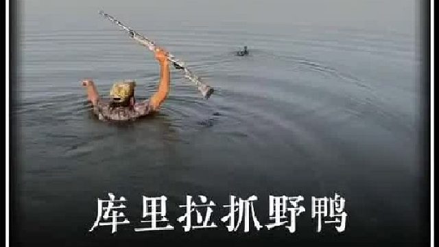 男子库里拉自制烧火棍抓捕野鸭子