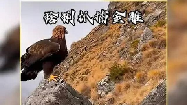 猞猁的攻击速度究竟有多猛