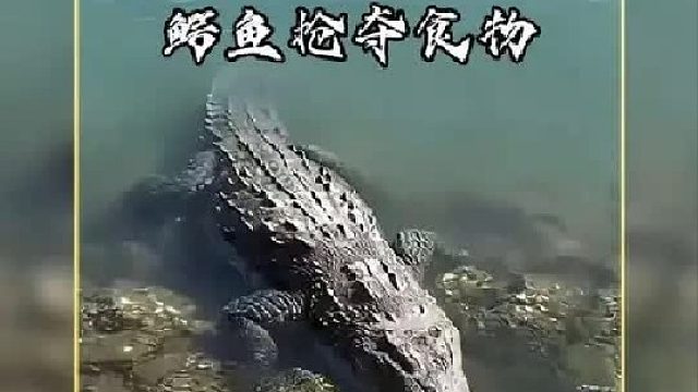 鳄鱼老六从蟒蛇口里抢夺食物