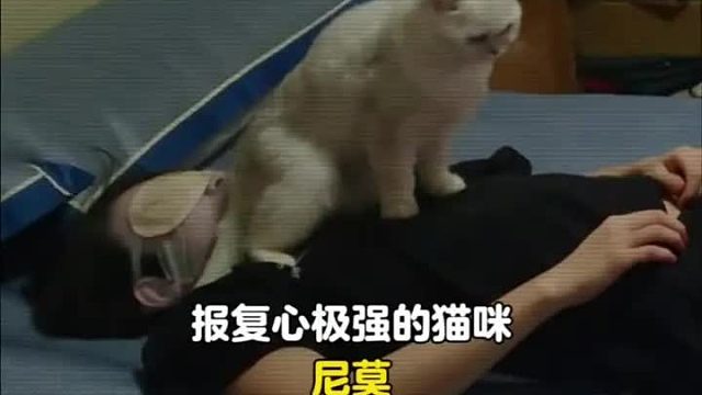 身怀绝技且报复心极强的猫咪