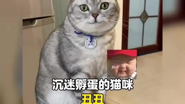 一只喜欢孵蛋的猫咪