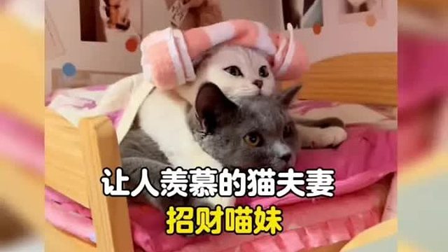 让人羡慕的猫夫妻，太会疼老婆可