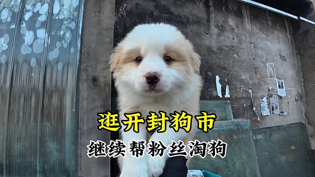 继续逛开封狗市，帮咱粉丝抓几只狗，新手小白狗市选狗一定要检测