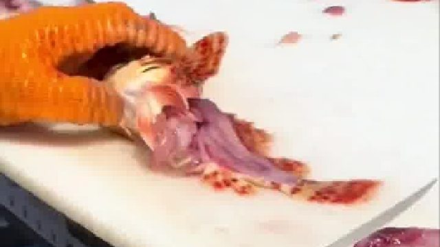 石斑鱼纣王杀法 加州海钓