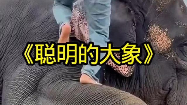 聪明的大象居然会送小主人上学