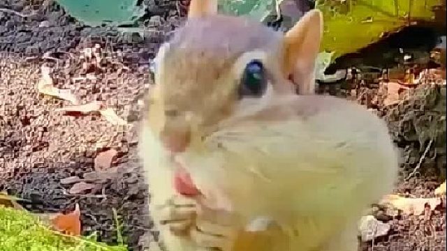 松鼠咬住女孩的手指往一处方向拉，原来是为了救同类而向人类求助