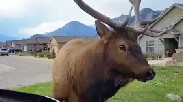 麋鹿妈妈为了救自己的幼崽，冒着危险在马路上拦车祈求人类帮忙