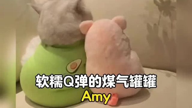 软糯q弹的煤气罐罐，超喜欢跟猪猪贴贴