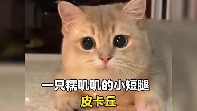 一只糯叽叽的小短腿