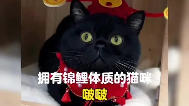 拥有一只好运小猫是什么体验