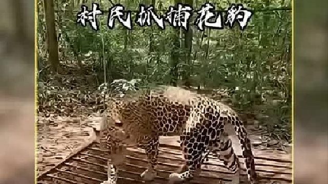 伤人的花豹被村民逮住