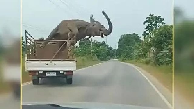 暴怒的大象干起坏事来简直太可怕了