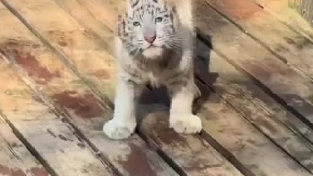 老虎幼崽真的太太太可爱了！！！呆萌老虎合集