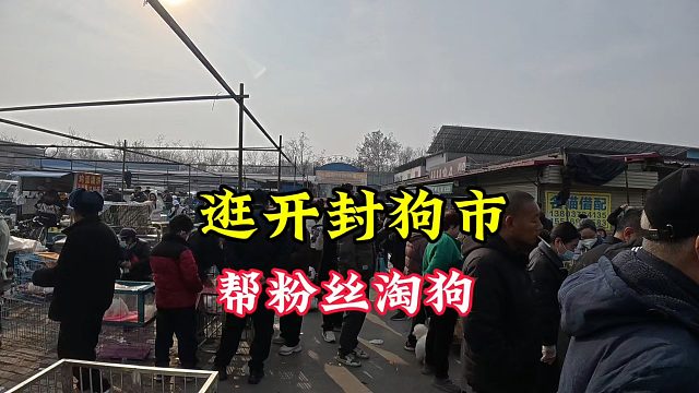 依旧是逛开封狗市，顺便帮咱粉丝抓几只狗，新手小白做好攻略再来