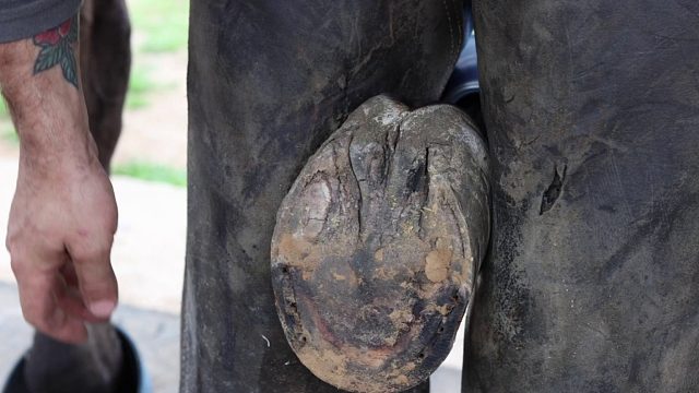 20260117 从头到尾｜满意的蹄修复