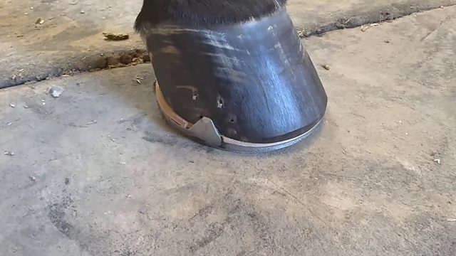 20260117 令人满意的 4K 蹄铁匠蹄修复