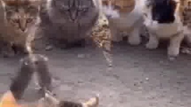 不应该是打着打着从空档处分散逃窜吗