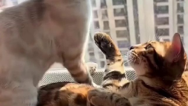 我俩永远天下第一好！好朋猫合集#全网热点共创计划#