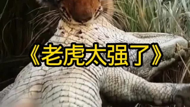老虎太强了是陆地上的王中王