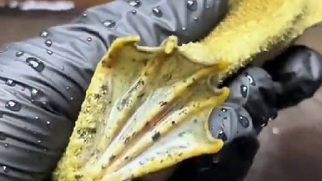 这东西长的好奇怪！谁知道它是什么？