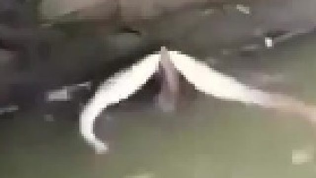 这么大的蛇你还敢拍，不急着跑吗
