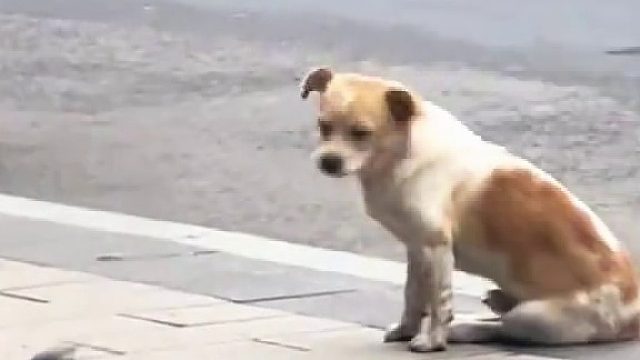第一次在小狗身上看到伤心欲绝
