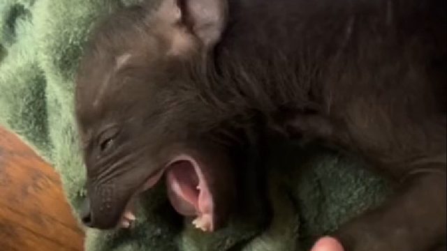 失恋的小姐姐收到男友送来的分手礼物，不料养大后发现不对劲…