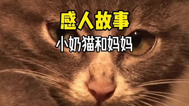 大家还记得这只感动了千万网友的小奶猫吗？