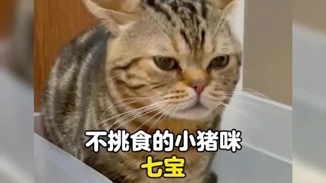 干饭积极的小猪咪，一点都不挑食