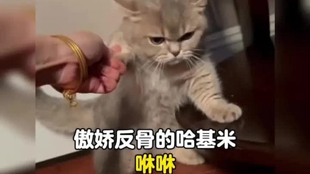 有点小傲娇还有点反骨的哈基米