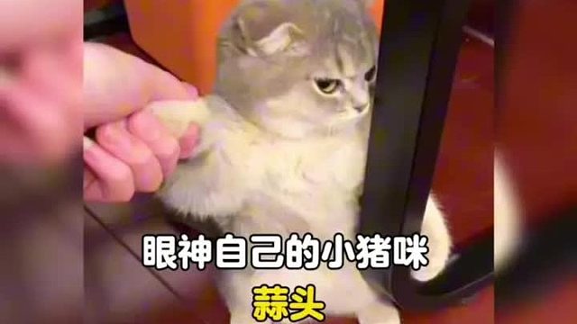 从动画片里走出来的小猪咪