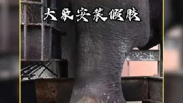 大象失去了前腿让它整日郁郁寡欢