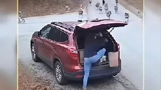 狼群集体出动霍霍绵羊，结果完犊子了