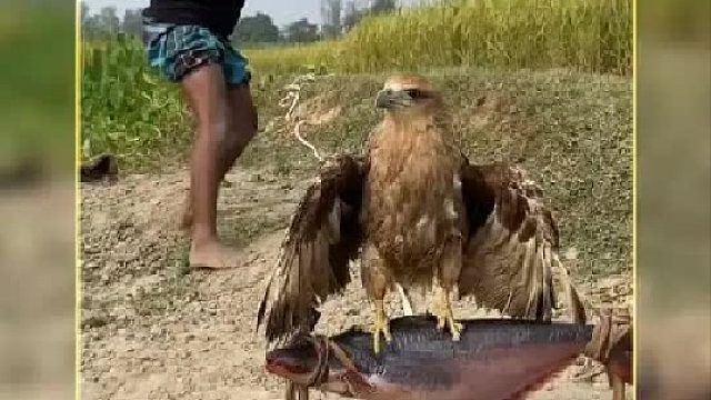 老鹰频繁潜入村里偷鸡，老王决定主动出击